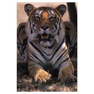 Wall Art  Posters  Tiger (Panthera tigris) lying