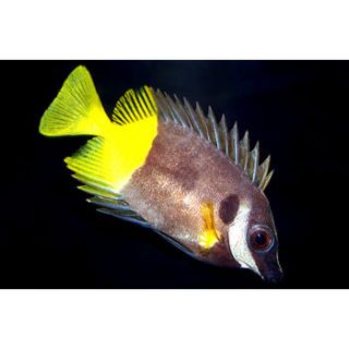 Bicolor Foxface (FIJI)   Medium