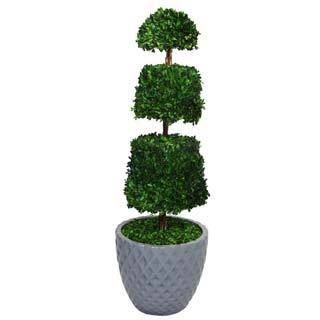 Laura Ashley 50 Tall Preserved Natural Spiral Boxwood Cone Topiary In 16 Fiberstone Planter