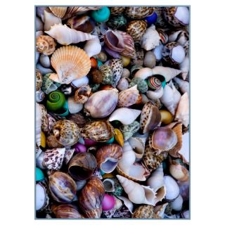 Concord National Geographic Photographic Rugs   Seashells Multicolor   92903, 2.